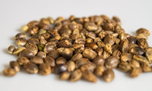 How to Germinate Cannabis Seeds (Beginner Guide): Start and Plant Weed Seeds