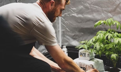 Less space, more plants: how retipping improves efficiency in Cannabis cultivation