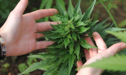 Medical freedom needs to include medical Marijuana home grow