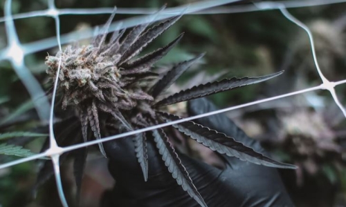 Minnesota Adult-Use Legalization Bill Clears First Hurdle