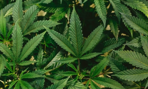 Minnesota Dems Introduce Legalization Bill