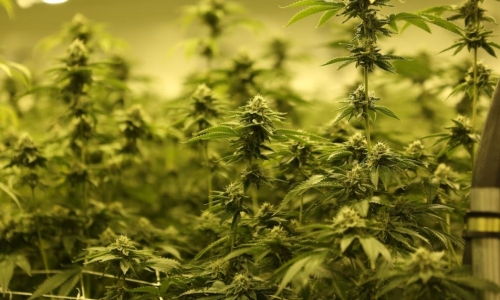 Missouri regulators say they’re close to naming Marijuana chief equity officer