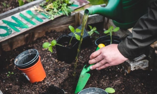 Missouri to begin accepting personal marijuana cultivation applications by Feb. 6