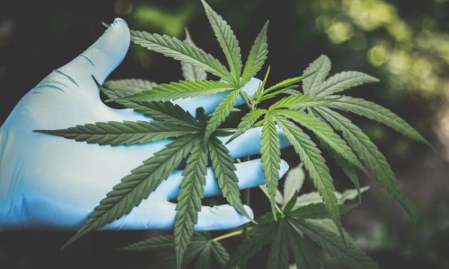 Nevada Releases Bulletin for Products Affected by Unapproved Pesticide