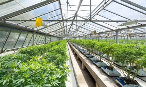Scotland’s first Medical Cannabis cultivator cashed up
