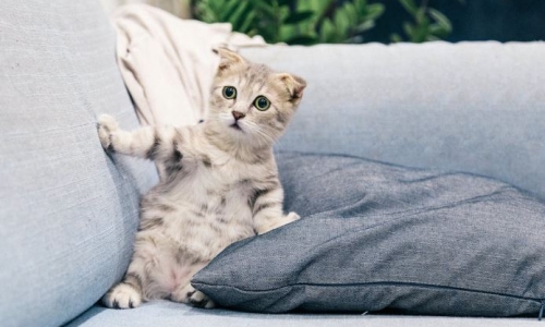 Vets warn pet owners about Cannabis poisoning as drug becomes more available