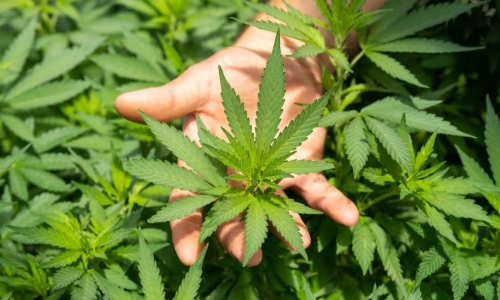 What Is the difference between Hemp and Cannabis?