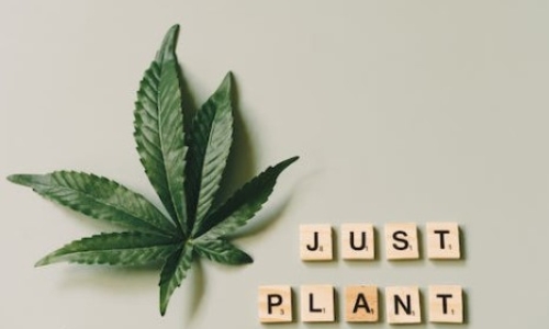 Alvarez wants cannabis out of dangerous drugs list It’s part of a solution