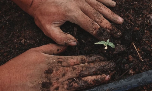 Breeding for Dummies: how to make your weed plants screw