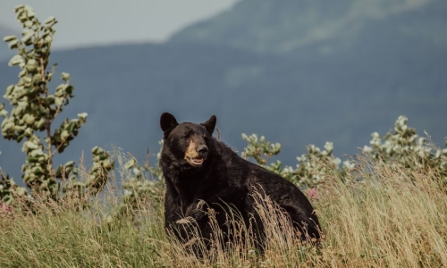 Cocaine Bear, Meet Cannabis Raccoon and McFlurry Skunk