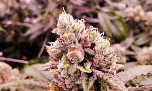 Dallas could legalize Recreational Cannabis use under House Bill 1937