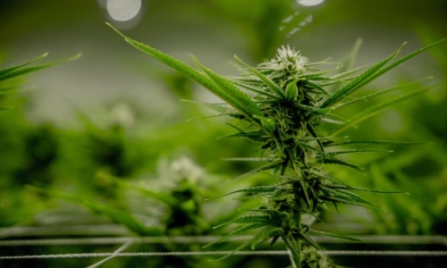 Five things businesses should know about the Maryland Recreational Cannabis bill