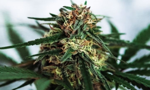 Illinois Announces Launch of Cannabis Disparity Study