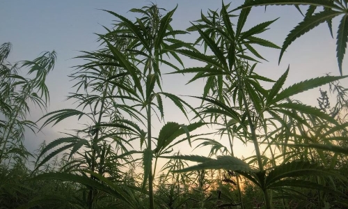 Mexican farmers and drug cartels preparing for legal Marijuana Market in 2023
