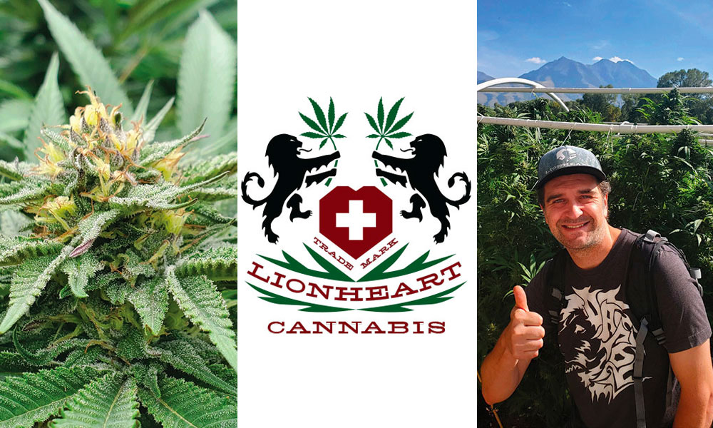 Montana's Best Dispensaries