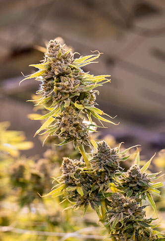 Montana's Best Dispensaries