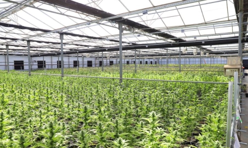 New Britain approves Marijuana warehouse despite neighbor opposition