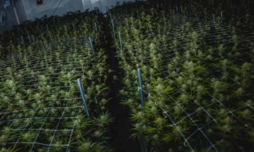 Pennsylvania Lawmakers will introduce bill allowing farmers to grow Medical pot