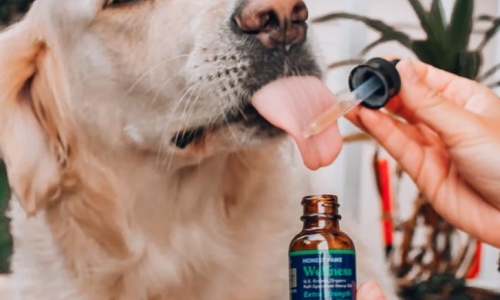 Pet Medical Cannabis bill introduced in Rhode Island