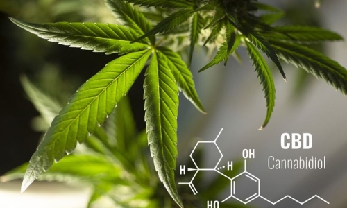 The CBD can be an incredible health treatment