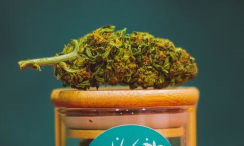 What does the start of Missouri recreational Marijuana sales mean for the Metro East?