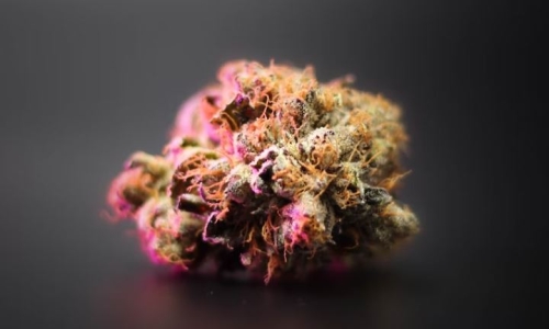 With moves by neighboring states, will Iowa change its Marijuana laws?