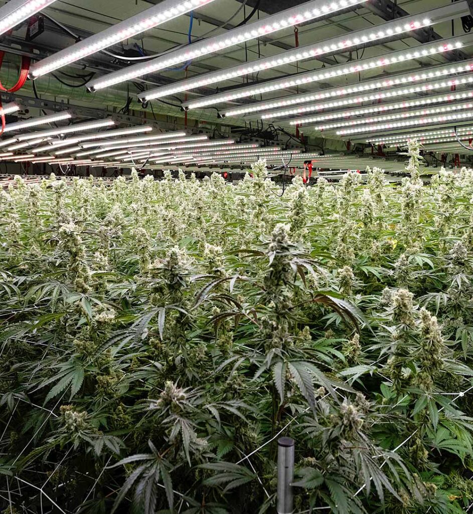 818 brands cannabis flower