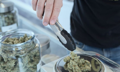 Alberta producers can now provide retailers with Cannabis samples