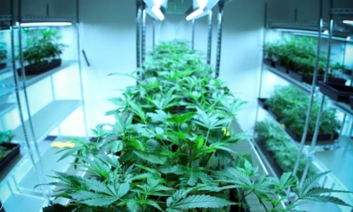 April 20 becomes a paid holiday for employees at a Massachusetts Cannabis Company