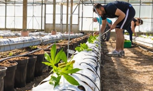 Bay Area Cannabis grows linked to Chinese organized crime