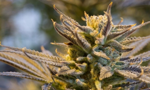 Big Test for the Cannabis Industry is coming