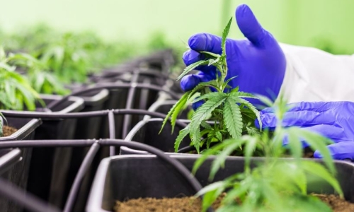 Cannabis 'price war' could cause 'significant' damage to industry