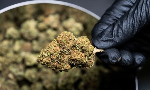 Cannabis Company sues state over inspection report