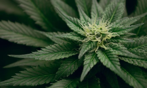 Connecticut Cannabis sales top $18 Million in February