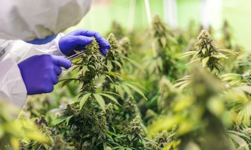Curaleaf closing Cannabis grow facility in New Jersey, laying off workers