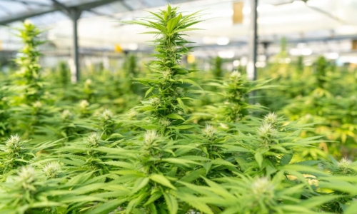 Delaware lawmakers give final approval to Marijuana bills