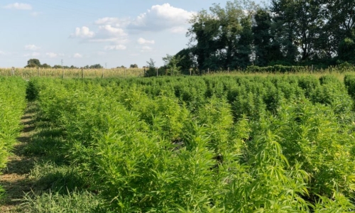 Florida Hemp industry fears for the worse as regulations loom