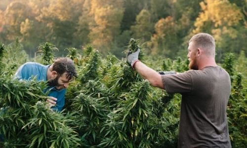 Frustration grows over outdoor Cannabis operation