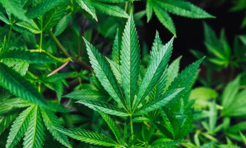 Georgia House passes bill to increase Medical Pot licenses