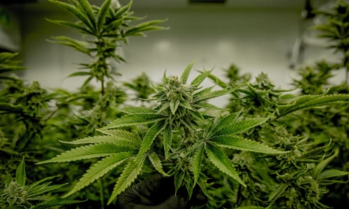 Government still ironing out kinks for first Cannabis shop license applicant