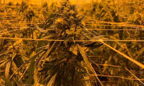 How LED tech is leading Cannabis energy efforts