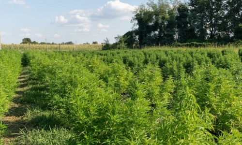 How the farm bill could curb the chaos around Hemp products