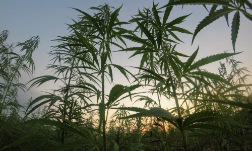 International Hemp seeing significant Industrial Hemp market growth as it develops new genetics