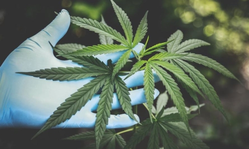 Kansas legislators consider legalizing industrial Hemp