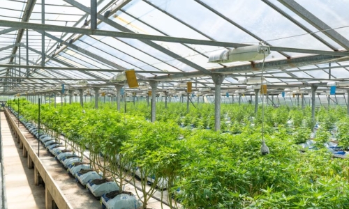Lawmakers consider adding millions of square-feet of Cannabis growing capacity