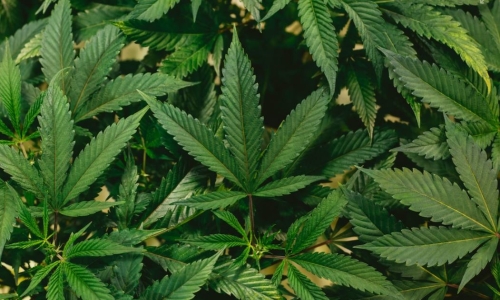 Lawmakers seek to add autism, PTSD to list of Medical-Marijuana eligible conditions