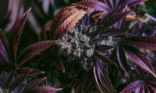 Legal Weed sales projected to grow 14% in 2023
