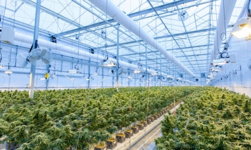 Medical Cannabis cultivation bill approved in New Hampshire house