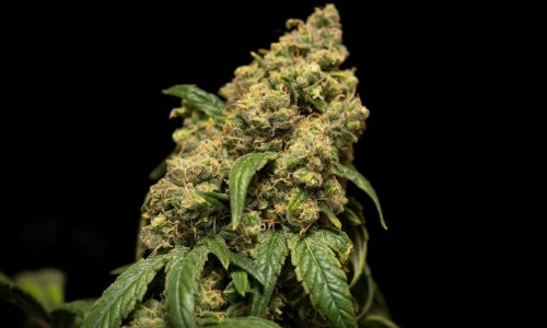 Medical Marijuana bill passes NC Senate; some Cannabis supporters against bill