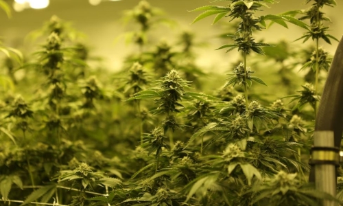 Medical Marijuana bill passes in Kentucky, governor expected to sign